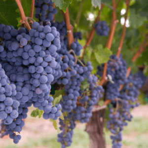 newport vineyard tours